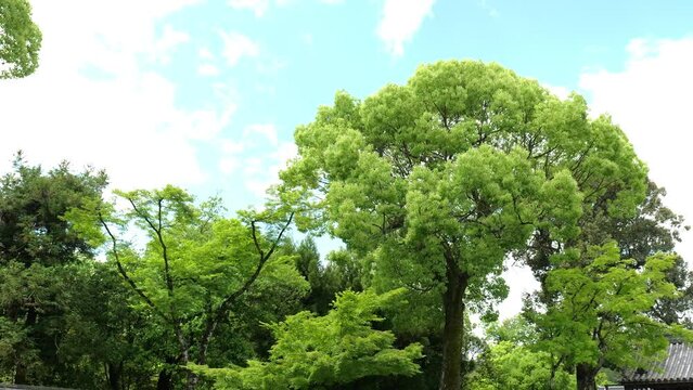 風にそよぐ大木の新緑