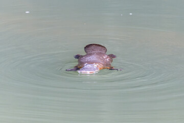 front view of a platypus chewing something in the broken river at eungella national park of queensland