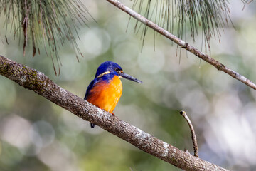 side view of an azure kingfisher perching on a branch at eungella national park