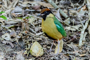 front view of a noisy pitta in the rainforest at eungella national park of queensland