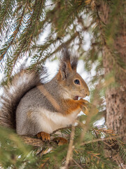 The squirrel with nut sits on tree in the winter or late autumn