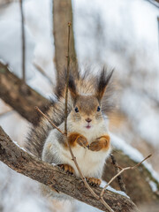 The squirrel sits on a branches without leaves in the winter or autumn