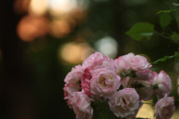 夜灯りと薔薇の花