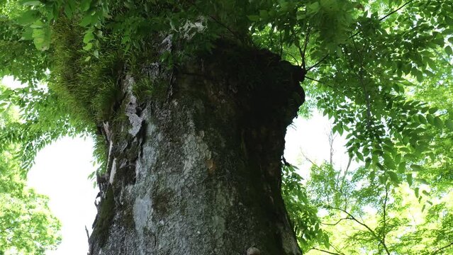 そびえる大木と新緑