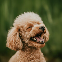 Fototapeta premium Poodle Pup's Joy: Captured Laughter