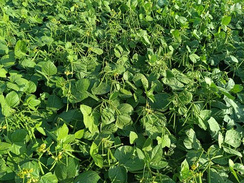 Green Mung bean crop close up in agriculture field, Mung bean green pods (Vigna radiata) and mung bean leaves on the mung bean stalk