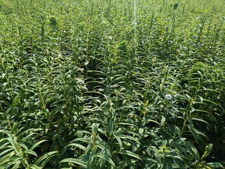Sesame plants cultivation. Seasonal and traditional cultivation.