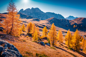 Shiny larch trees in Dolomite Alps. Fabulous landscape of Giau pass, province of Belluno in Italy,...