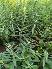 Economic crop sesame planting in summer