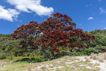 Flowering pohutukawa tree on the sandy beach shoreline. Tawharanui, Warkworth, Auckland, New Zealand.
