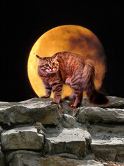 Aggressive cat with arched back, Full moon,  Halloween scary background. Gothic dark scene....