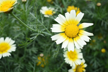 Closeup of beautiful white yellow crown daisy flower closeup, Crown daisy (Glebionis coronaria) in...