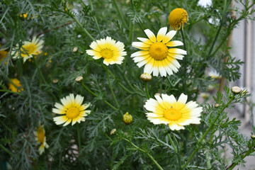 Fototapeta premium Closeup of beautiful white yellow crown daisy flower closeup, Crown daisy (Glebionis coronaria) in the field close up, white and yellow flower