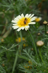 Closeup of beautiful white yellow crown daisy flower closeup, Crown daisy (Glebionis coronaria) in the field close up, white and yellow flower