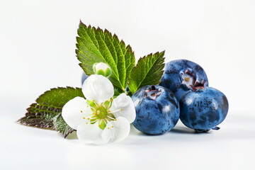 Blueberry with flowers on white background. Concept of berry