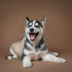Siberian Smiles: Captured Laughter of a Husky Pup