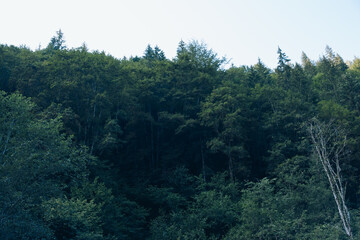 Wooden hotel in Carpathian mountains. Location: Zakarpattya region, Ukraine