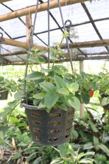 Aeschynanthus Lipstick Variegated on pot in farm