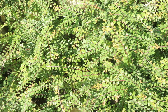 Lonicera nitida Baggesen's Gold plant on nursery