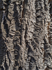 Texture of the bark of old maple tree