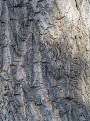 Texture of the bark of old maple tree