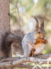 The squirrel with nut sits on a branches in the spring or summer.