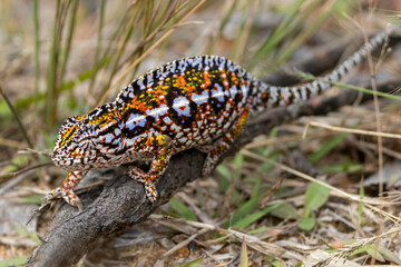 Ein Teppich-Chamäleon am Boden laufend in der Seitenansicht