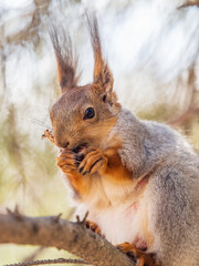 The squirrel with nut sits on a branches in the spring or summer.