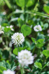 Close-up of shamrock flowers, warm sunlight in spring - shamrock, Trifolium repens