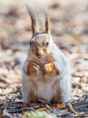 Squirrel in autumn or spring with nut on the green grass with fallen yellow leaves