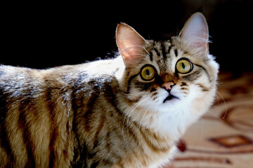 Cute young cat looking up,  Tabby cat. Funny pets. Curiosity, surprise, delight, interest