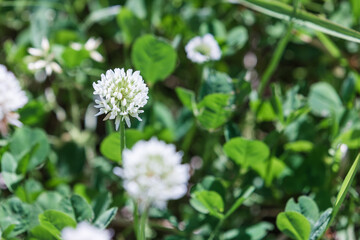 Close-up of shamrock flowers, warm sunlight in spring - shamrock, Trifolium repens