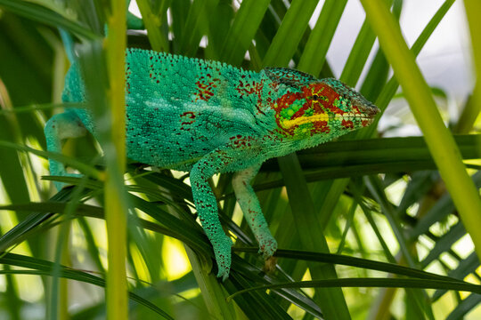 Ein kletterndes Panthercham&auml;leon M&auml;nnchen in der Seitenansicht