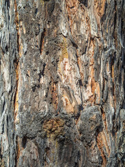 The bark of an old tree. Larch bark.