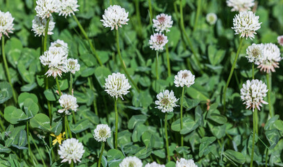 A spring lawn filled with clover flowers. warm sunshine - shamrock, Trifolium repens