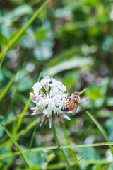 A bee is sitting on a white clover flower and collecting nectar. warm sunshine - Trifolium repens