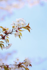 満開の清楚な山桜　青空背景