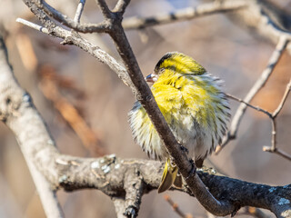 Eurasian siskin male, latin name spinus spinus, sitting on branch of tree. Cute little yellow songbird.