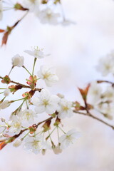 清楚な山桜のクローズアップ