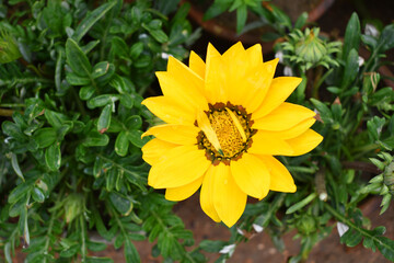 Beautiful bright Yellow gazania flower Closeup, Close up Yellow Gazania Flower, Yellow Gazania Linearis Flower in garden