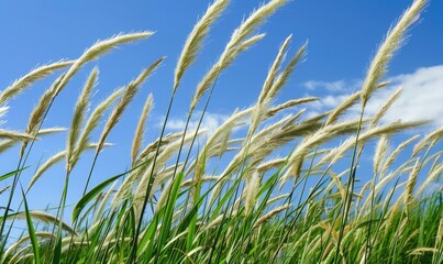 Naklejka premium Grass in the summer wind