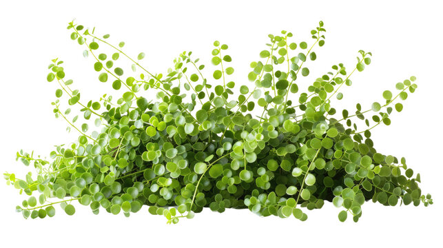 The image shows a green plant with small leaves. It is a houseplant and is often used in hanging baskets in isolated on transparent background