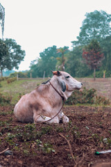 A domestic cow sitting on the grass in the middle of a farm.
Una vaca doméstica sentada en el...