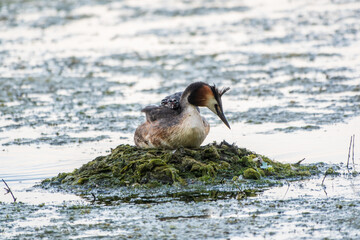 Great Crested Grebe, Podiceps cristatus, water bird sitting on the nest, nesting time on the green lake