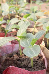 Luffa tree seedling on farm for harvesting