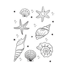 sea shells and starfish