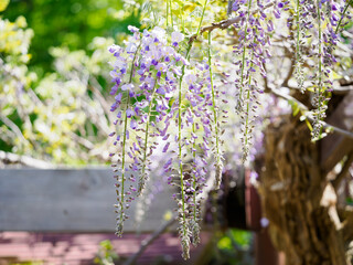 藤の花の蕾