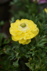 Beautiful yellow ranunculus flowers growing in an outdoor flower garden. ranunculus flower closeup, yellow blooming flower, rose flower