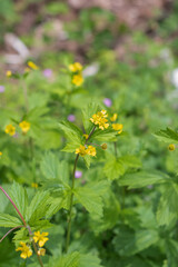 largeleaf avens (Geum macrophyllum)
