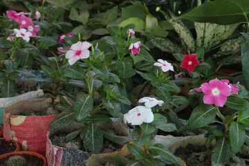 Madagascar periwinkle flower plant on nursery